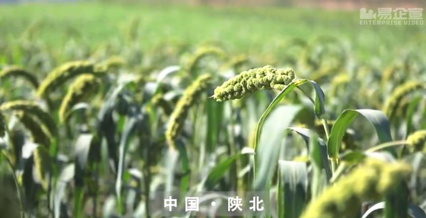 米脂小米企業(yè)宣傳片，讓米脂小米進(jìn)入每一戶(hù)廚房