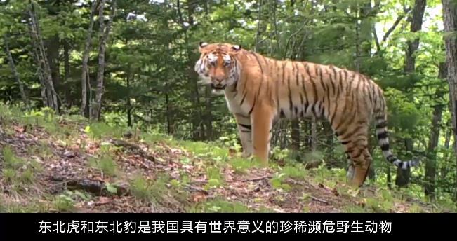東北虎豹國(guó)家公園大屏播放拼接公益宣傳片，森林之王正重新回歸家園，虎豹騰躍，棲息繁衍的樂(lè)土虎豹國(guó)家森林公園