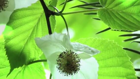 最美森林企業(yè)品牌宣傳片，用森林保護(hù)國(guó)土，用森林振興經(jīng)濟(jì)，用森林改變生活。